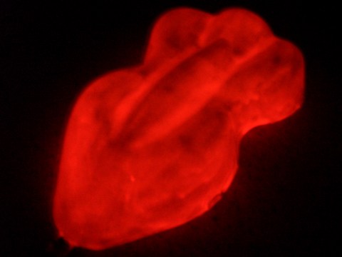 Flureszierende Lacke